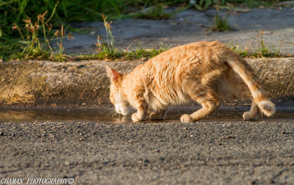 IMAGE: http://i11.photobucket.com/albums/a198/chaman3872/chaman3872011/IMG_9287_zps5918f3ca.jpg