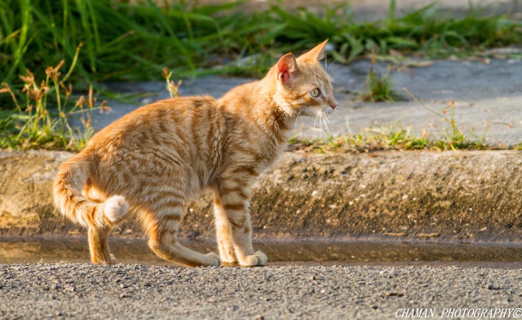 IMAGE: http://i11.photobucket.com/albums/a198/chaman3872/chaman3872011/IMG_9291_zps829e02ab.jpg