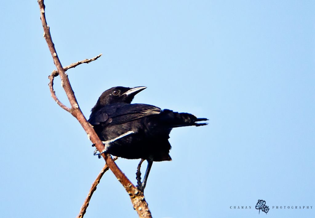 IMAGE: http://i11.photobucket.com/albums/a198/chaman3872/chango1.jpg