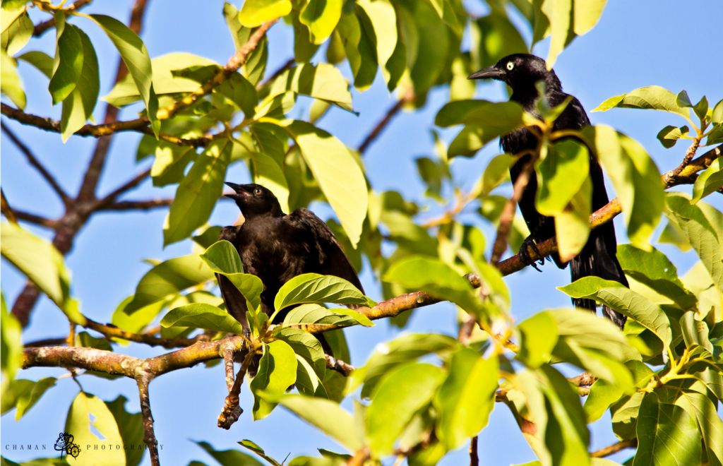 IMAGE: http://i11.photobucket.com/albums/a198/chaman3872/changocriaymadre.jpg