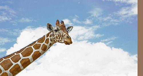 IMAGE: http://i11.photobucket.com/albums/a198/chaman3872/fixedgiraffe.jpg