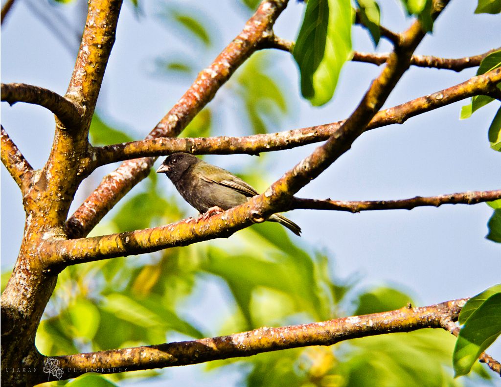 IMAGE: http://i11.photobucket.com/albums/a198/chaman3872/gorrionnegro7macho.jpg