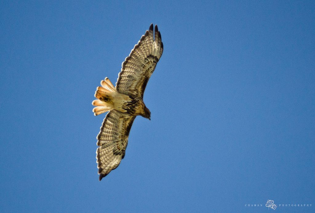 IMAGE: http://i11.photobucket.com/albums/a198/chaman3872/guaraguao1.jpg