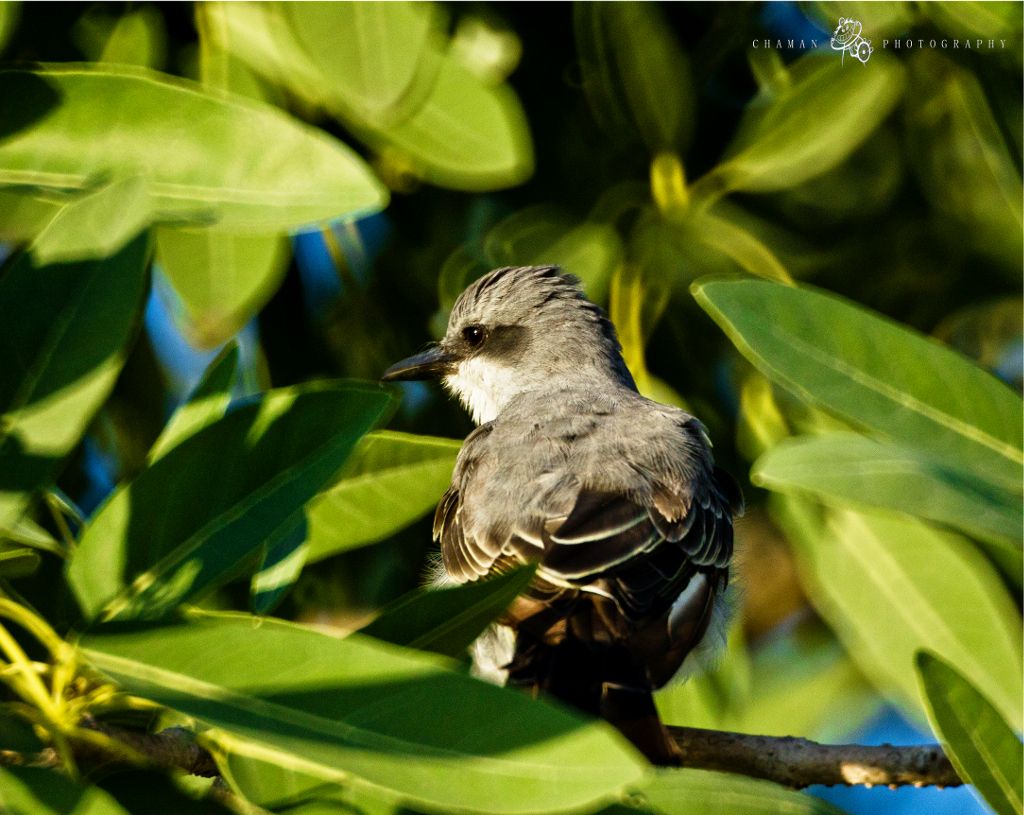 IMAGE: http://i11.photobucket.com/albums/a198/chaman3872/pitirre11.jpg