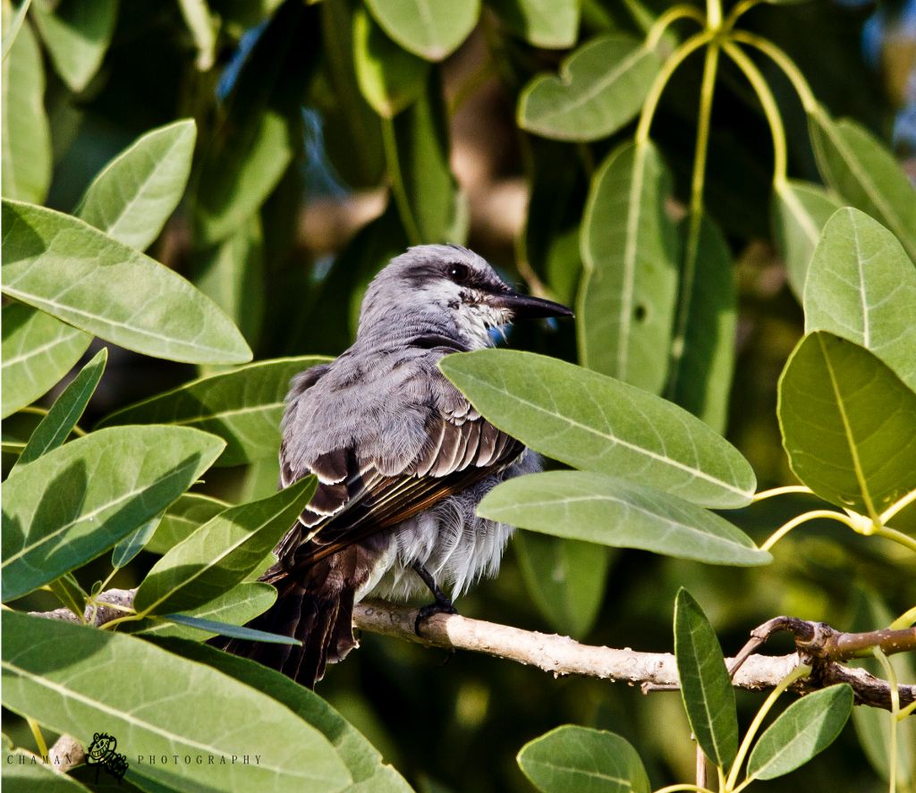 IMAGE: http://i11.photobucket.com/albums/a198/chaman3872/pitirre12.jpg