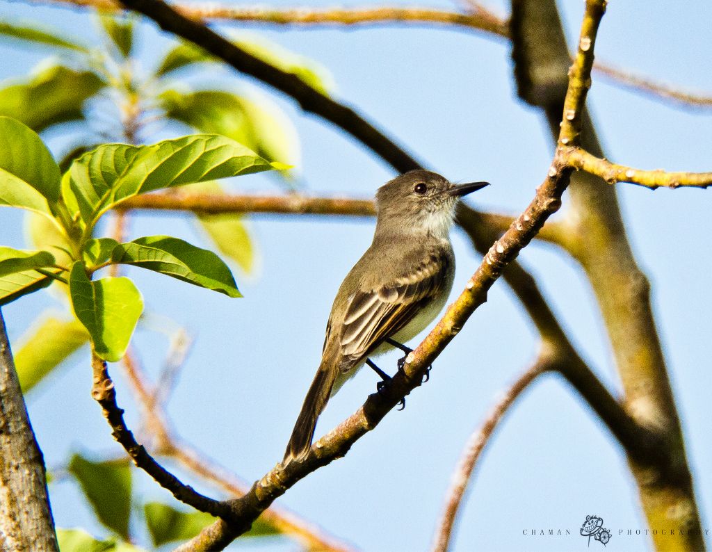 IMAGE: http://i11.photobucket.com/albums/a198/chaman3872/pitirre7.jpg