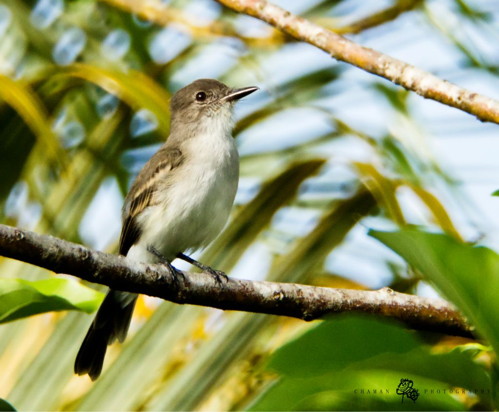 IMAGE: http://i11.photobucket.com/albums/a198/chaman3872/pitirre8.jpg