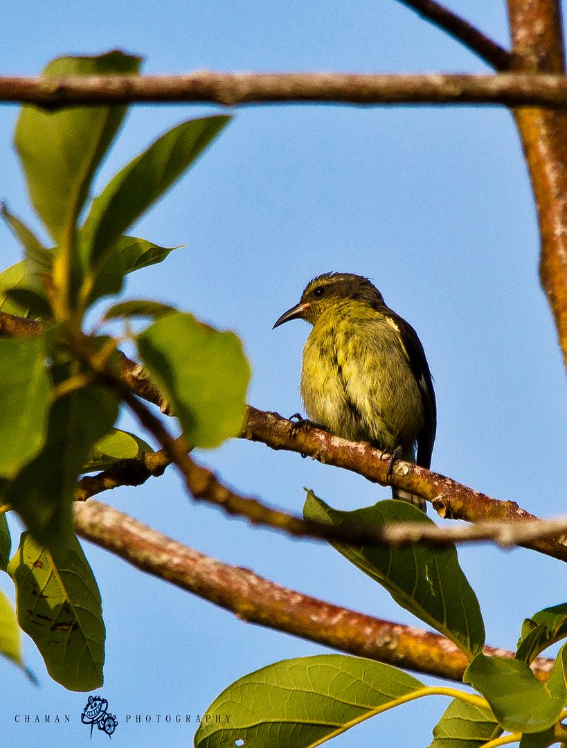 IMAGE: http://i11.photobucket.com/albums/a198/chaman3872/reinita6.jpg