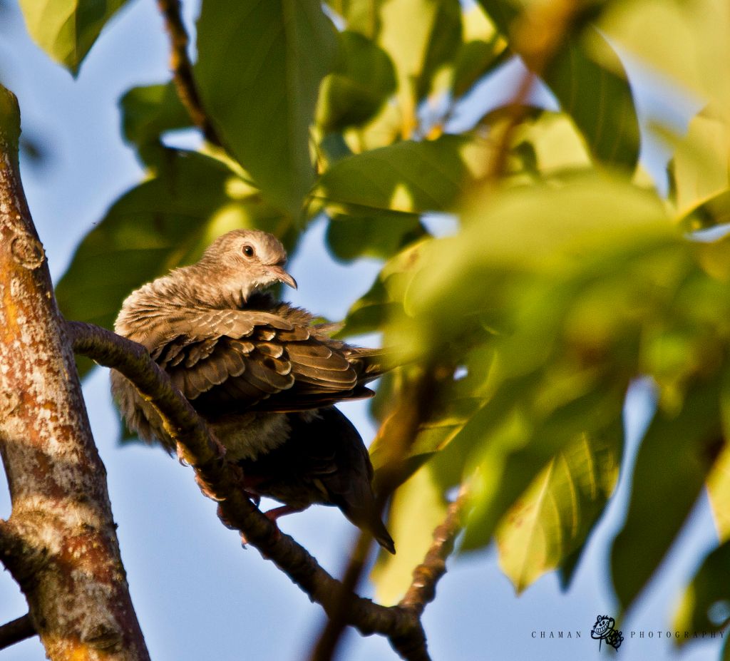 IMAGE: http://i11.photobucket.com/albums/a198/chaman3872/rolita.jpg