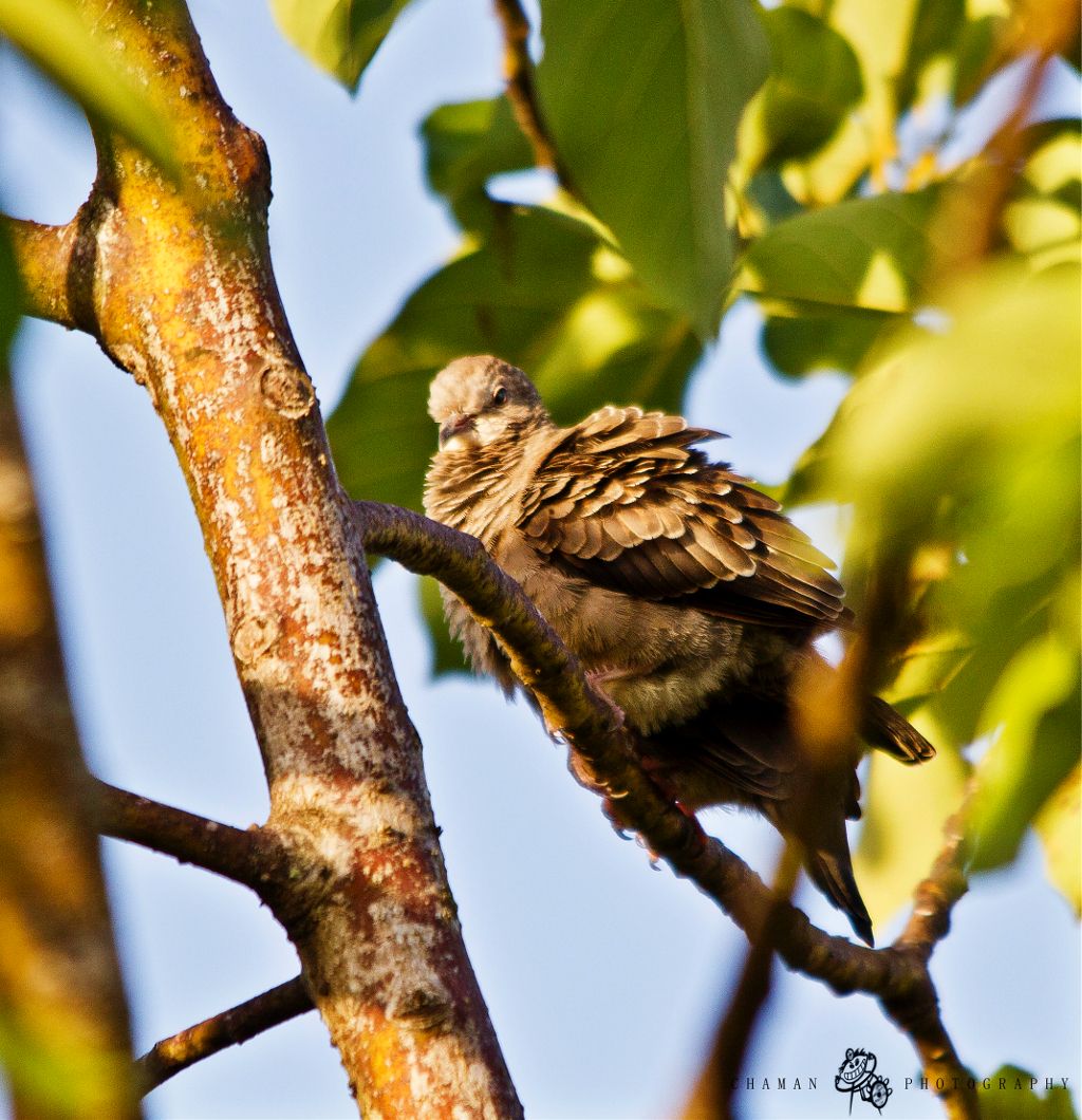 IMAGE: http://i11.photobucket.com/albums/a198/chaman3872/rolita2.jpg