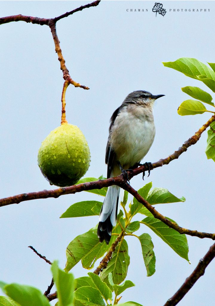 IMAGE: http://i11.photobucket.com/albums/a198/chaman3872/ruisenor10.jpg