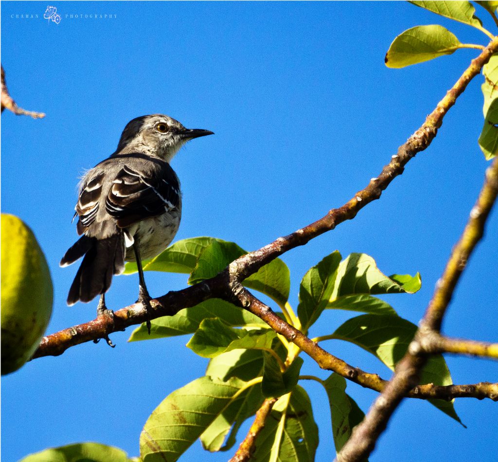 IMAGE: http://i11.photobucket.com/albums/a198/chaman3872/ruisenor11.jpg