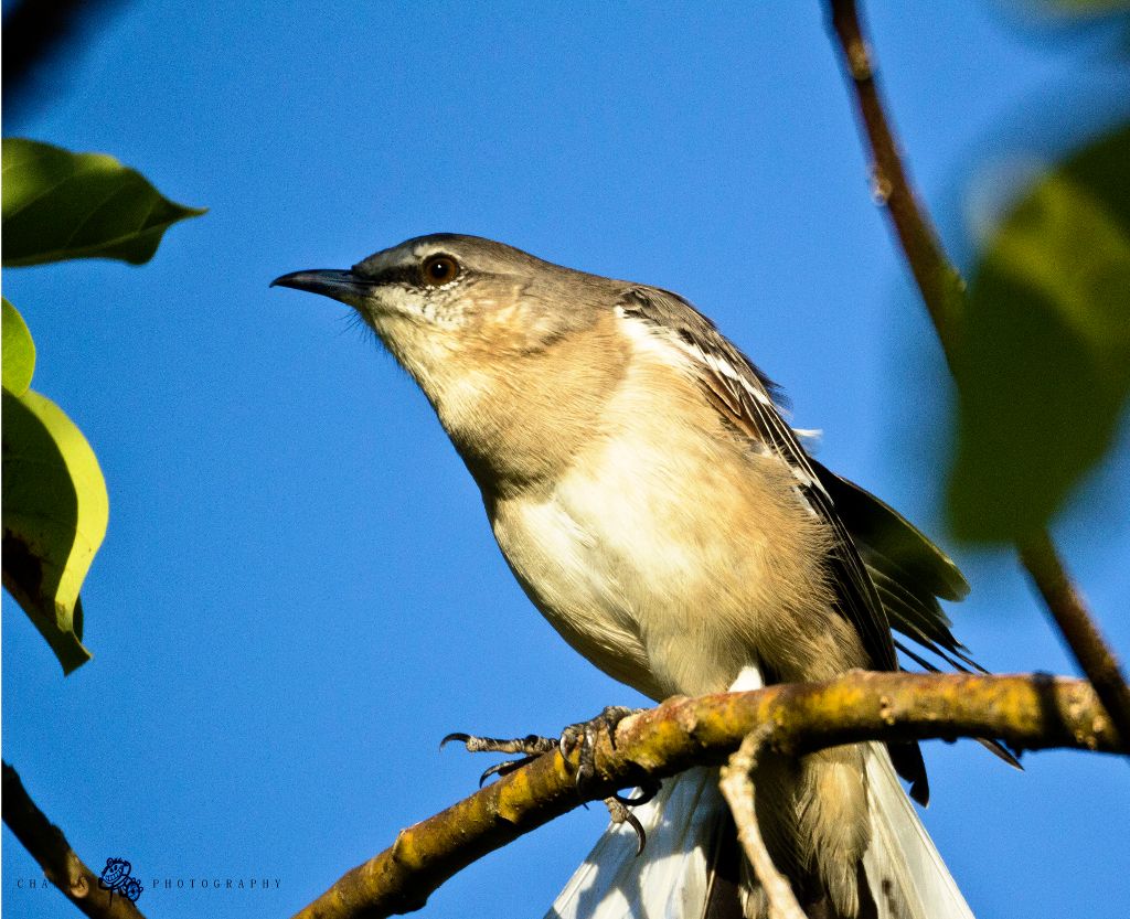 IMAGE: http://i11.photobucket.com/albums/a198/chaman3872/ruisenor12.jpg