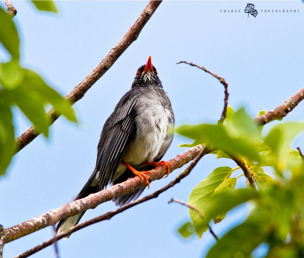 IMAGE: http://i11.photobucket.com/albums/a198/chaman3872/zorzal3.jpg