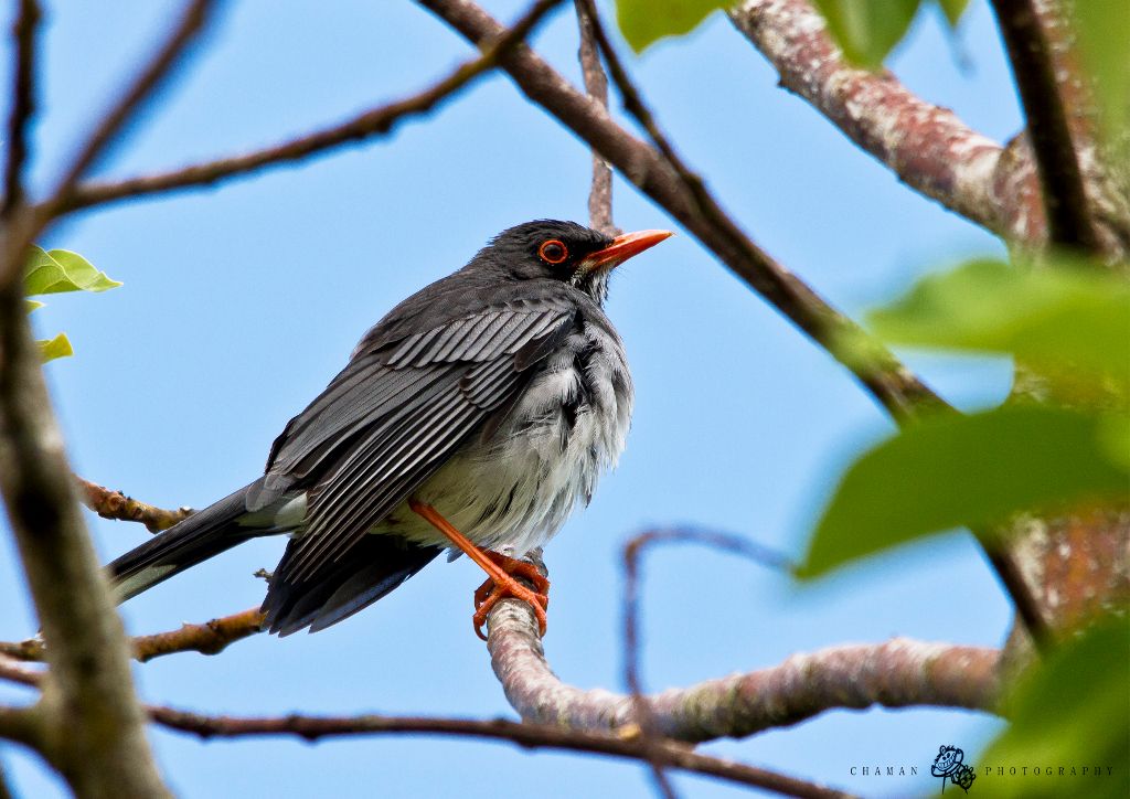 IMAGE: http://i11.photobucket.com/albums/a198/chaman3872/zorzal4.jpg