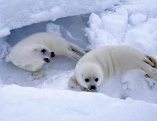 Baby Seals