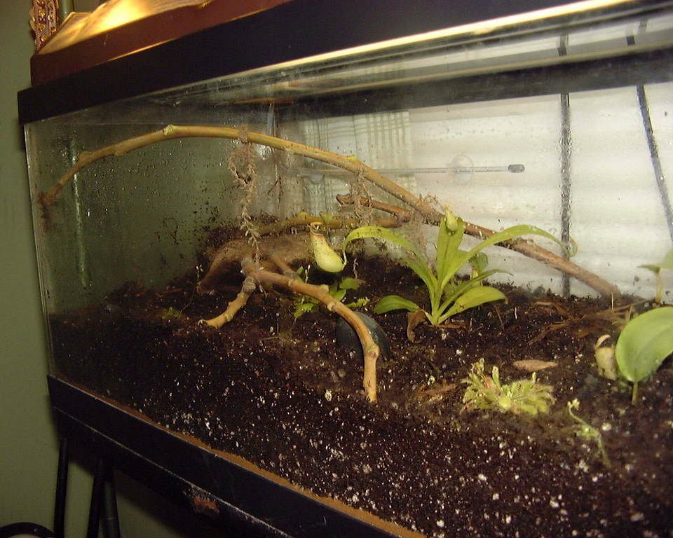 20 gallon long terrarium
