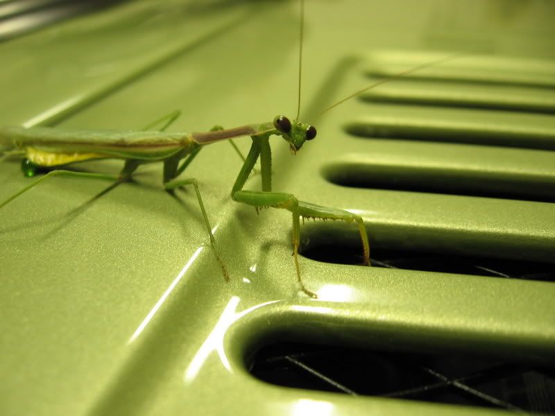 mantid1.jpg