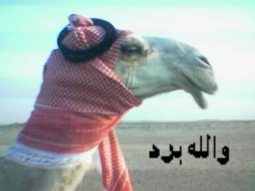 Cold Camel