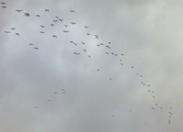 Migrating Birds