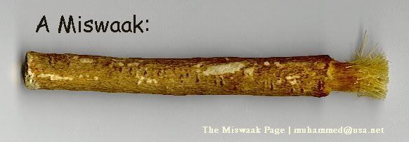 Miswak twig