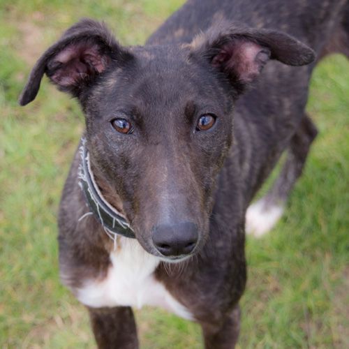 danaher dog rehoming