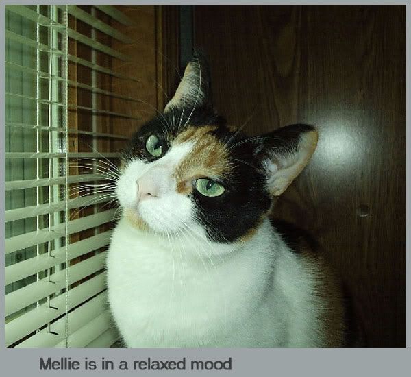 mellie-01.jpg