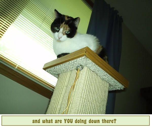 mellie-02.jpg