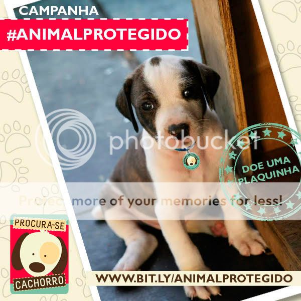  photo campanha-animal-protegido.jpg