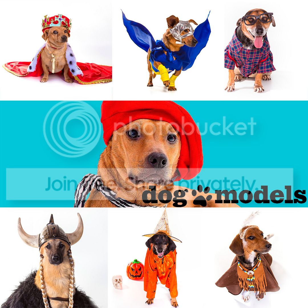 photo dogmodels-adote.jpg