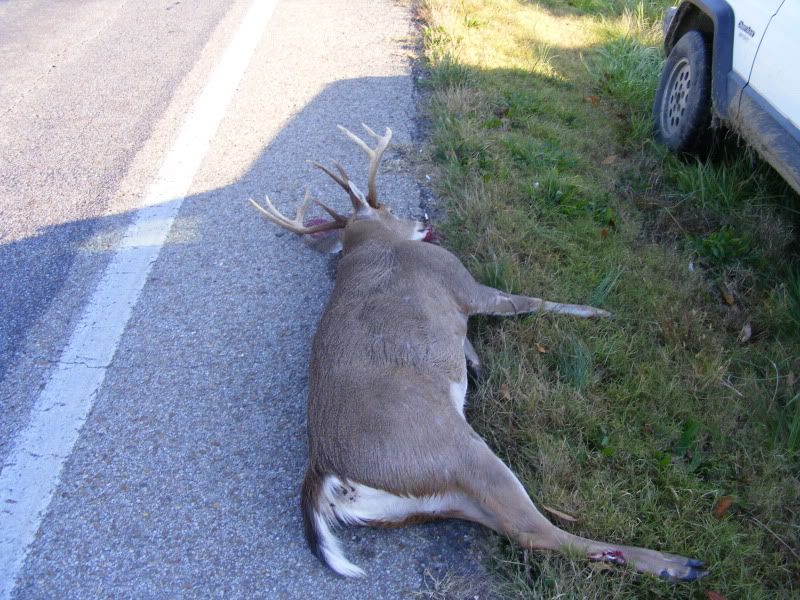 Toyota Jonesboro Ar >> Deer Hit By Car. Toyota Jonesboro Ar >> Deer Hit By Car.