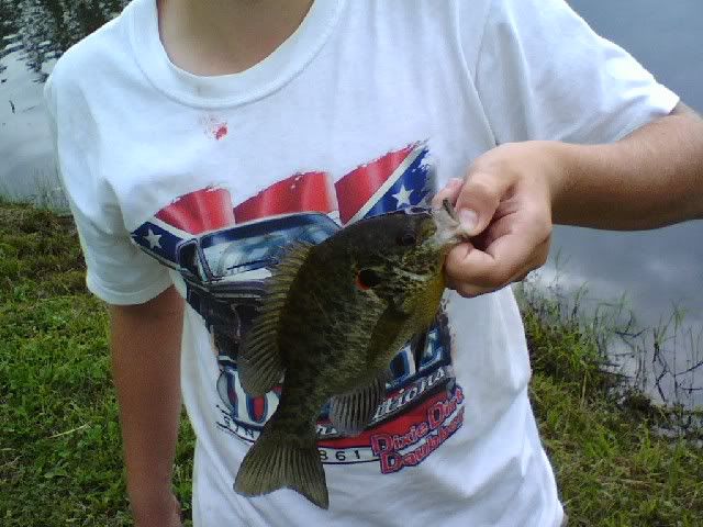 Ohio Pond Stocking with the Georgia Giant Bluegill | Ohio Sportsman ...