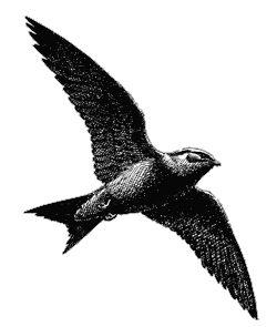 swallow.gif gif by Brinney21 | Photobucket