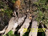 [PokeCommunity.com] Animal Picture Time!