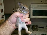 [PokeCommunity.com] Animal Picture Time!