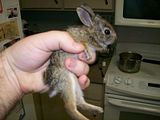[PokeCommunity.com] Animal Picture Time!