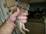 [PokeCommunity.com] Animal Picture Time!
