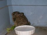[PokeCommunity.com] Animal Picture Time!