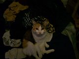 [PokeCommunity.com] Animal Picture Time!