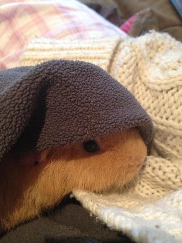 fudgey2.jpg