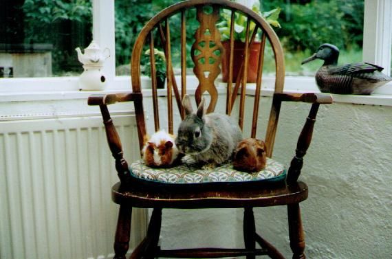 pets1_zps84a675f0.jpg