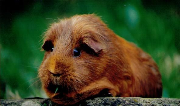 pets3_zps366dc409.jpg