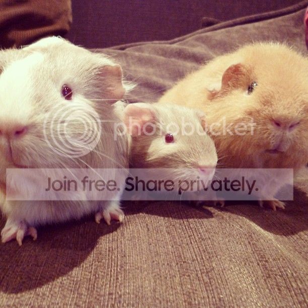 piggies_zps2844ffd3.jpg