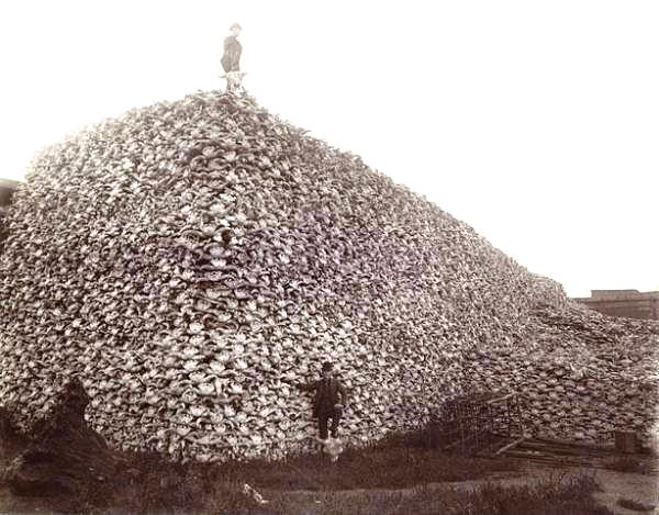 photo bison-skulls-plains-1870s.png