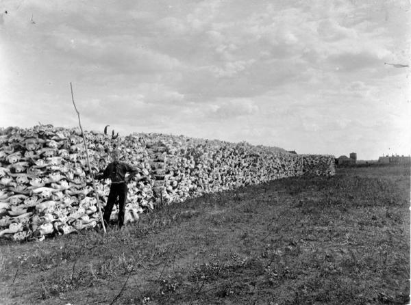 photo bison-skulls-saskatchewan-1890.png